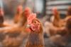 chickens 3