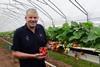 S&A strawberry supplier