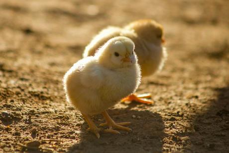 chicks unsplash